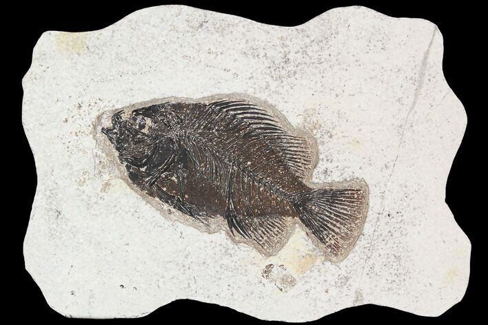 Cockerellites (Priscacara) Fossil Fish - Hanger Installed #92672